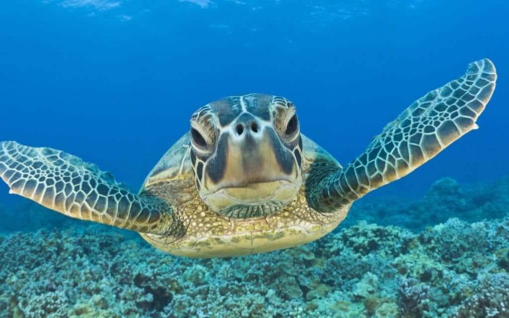 Turtle on Akumal Beach