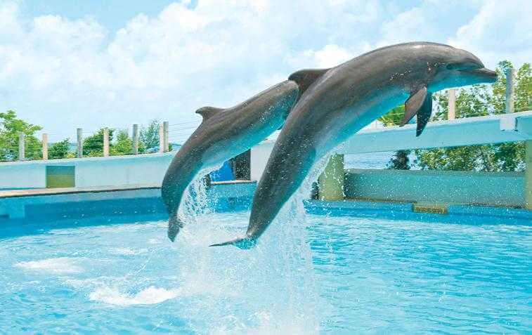 Dolphins at the Interactive Aquarium Cancun