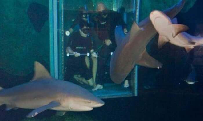 Sharks at the Interactive Aquarium Cancun