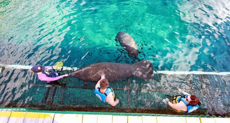 Sea lions at Chankanaab Beach Adventure Park in Cancun