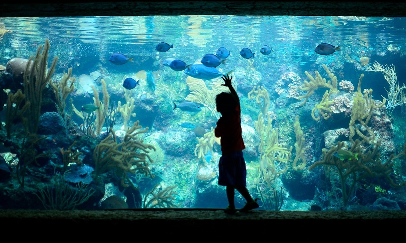 Coral Reef Aquarium in Xcaret Park