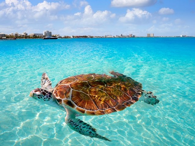 Sea turtle in cancun