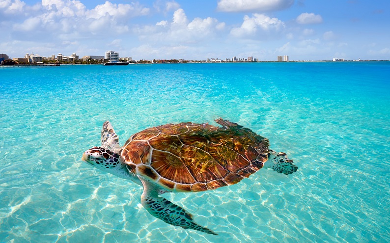 Sea turtle in cancun