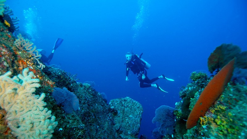 Diving at Cabo Pulmo National Marine Park in Los Cabos