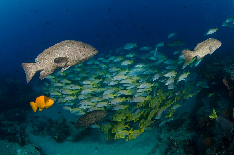 Cabo Pulmo National Marine Park in Los Cabos