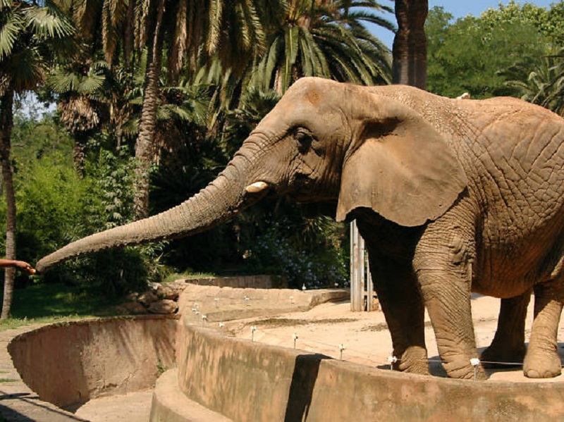 Elephant at Chapultepec Zoo in Mexico City